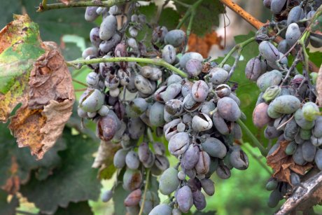 Болезни винограда: описание и лечение
